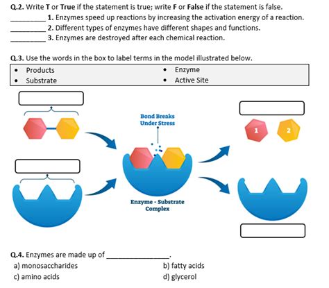 enzyme controlled reactions worksheet answers PDF