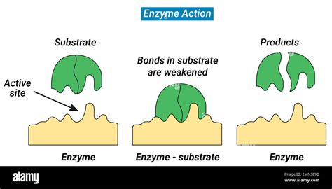 enzyme substrate fruit