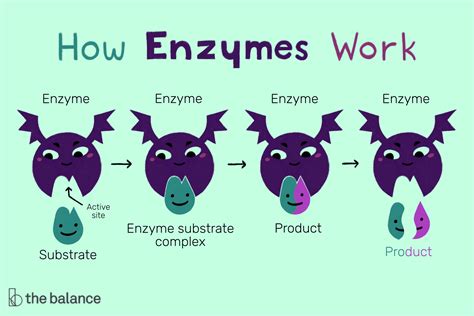 enzymes