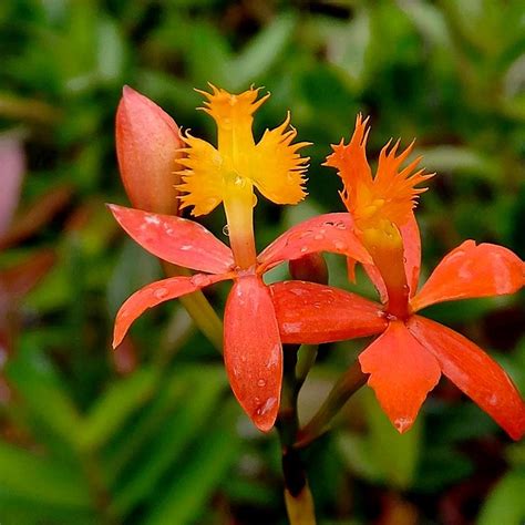 epidendrum laranja