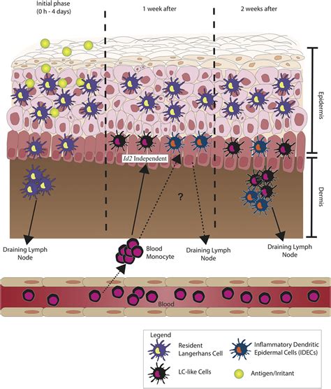 epidermal langerhans cells epidermal langerhans cells Doc