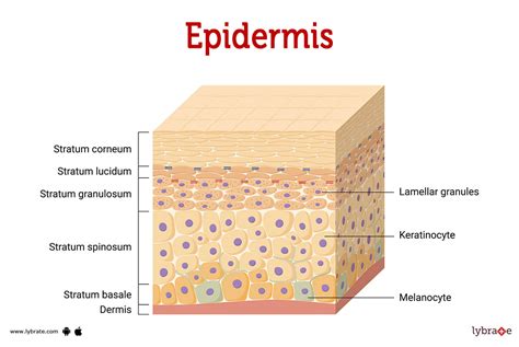 epidermis