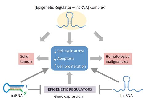 epigenetics mediated gene regulation in Doc