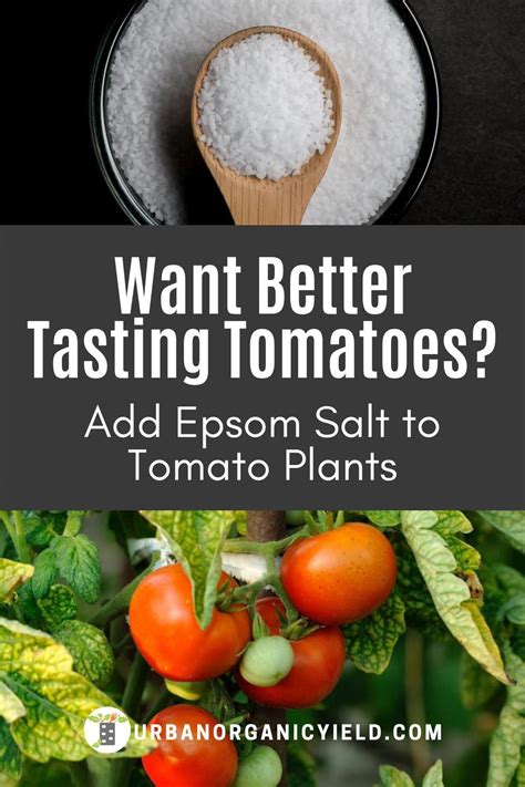 epsom salts against fertilizer in tomato production pdf Epub