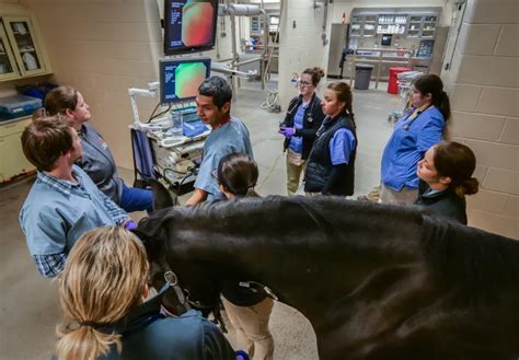 equine neonatology veterinary clinics america Epub