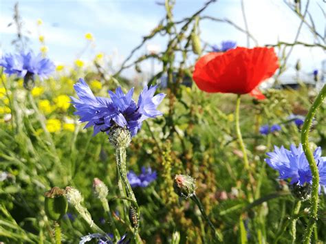 er was eens er is wilde planten en bloemen fotos aart veldman Reader