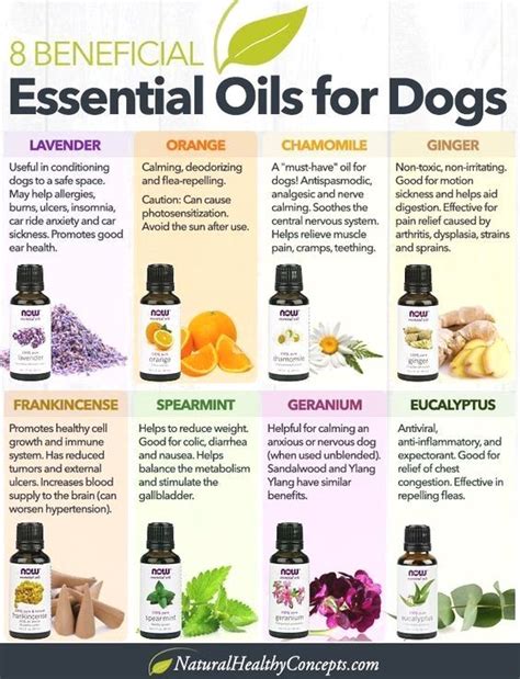 essential oils dogs aromatherapy techniques Reader