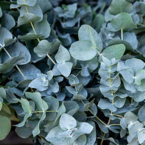 eucalyptus plants and cats