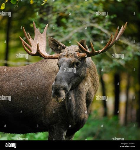 europe elk