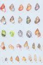 european seashells polyplacophora Epub