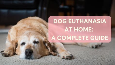 euthanize dog at home