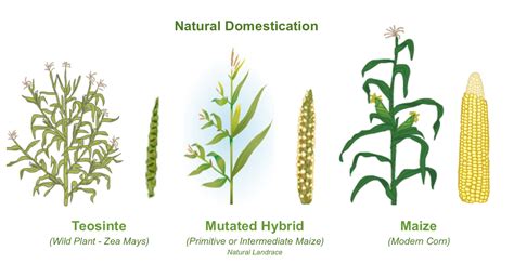 evolution of crop plants PDF