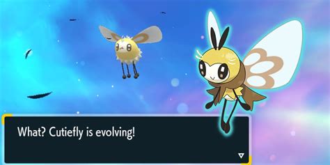 evolution of cutiefly