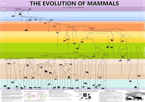 Evolution Of Mammals Chart