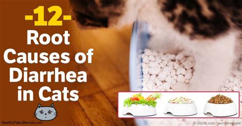 excessive diarrhea in cats