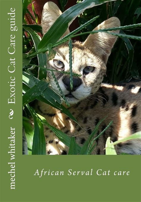 exotic cat care guide african serval cat care Kindle Editon