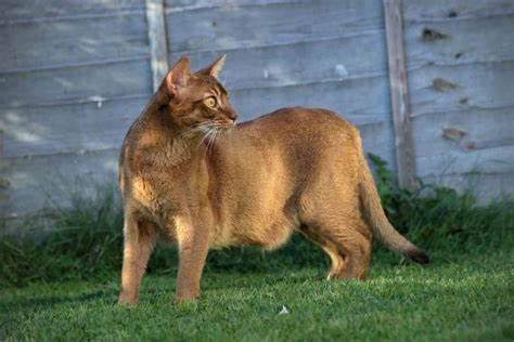 exotic house cat breeds