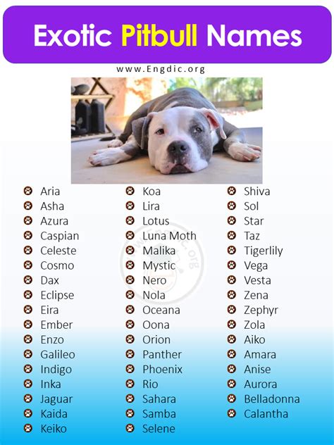 exotic pitbull names