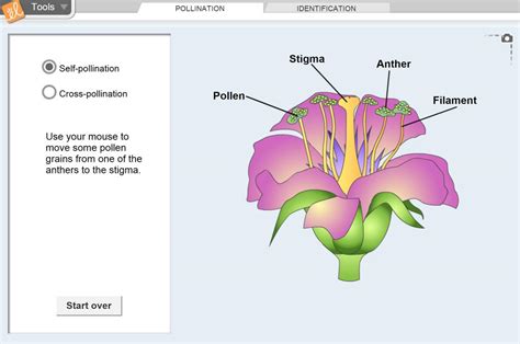 explorelearning gizmo answer key flower pollination Kindle Editon