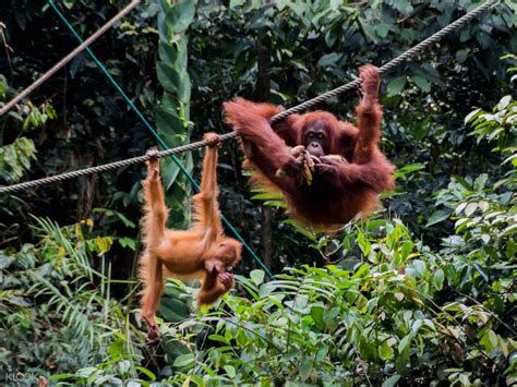 exploring nature discover exciting orangutans Epub