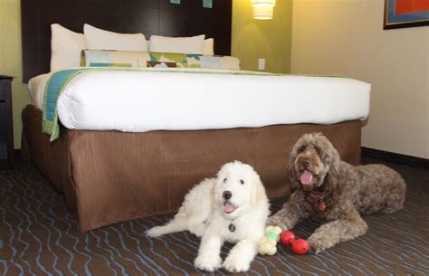 extended stay hotels that accept pets