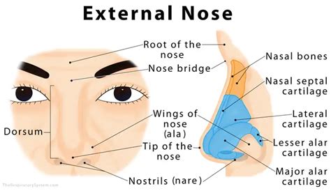 external nose