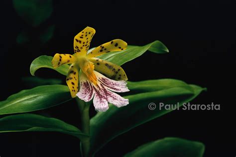 extravagantes orchidees starosta paul Epub