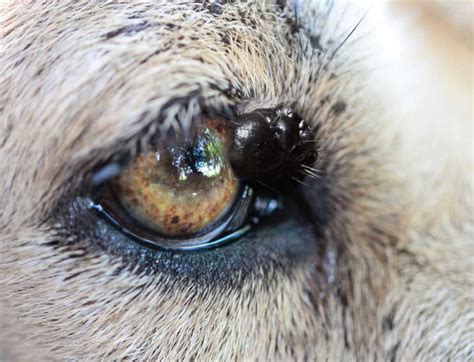 eye cancer in dogs