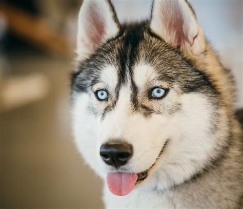 eyes of siberian husky