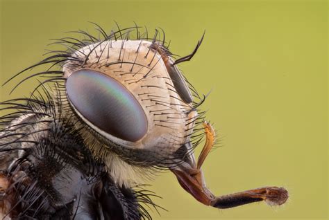 eyes on the side of head bug