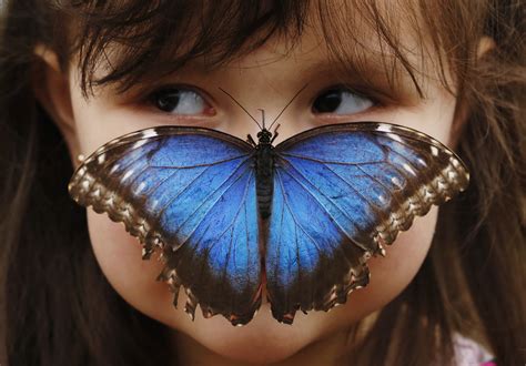face to face with butterflies face to face with animals Kindle Editon