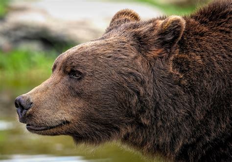 face to face with grizzlies face to face with animals PDF