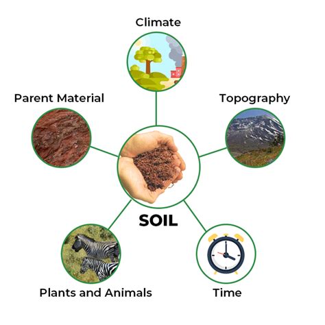 factors of soil formation factors of soil formation Doc