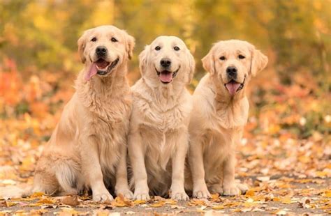 facts about golden retrievers