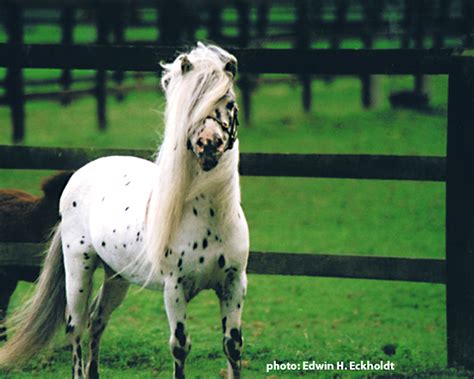 falabella horse for sale