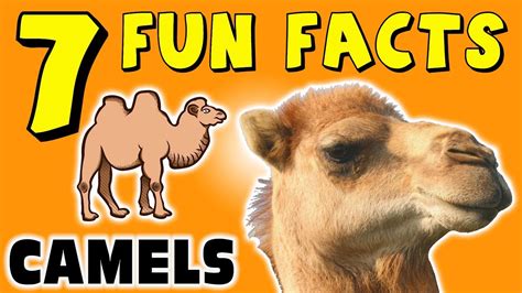 fantastic facts about camels illustrated fun learning for kids volume 1 Epub