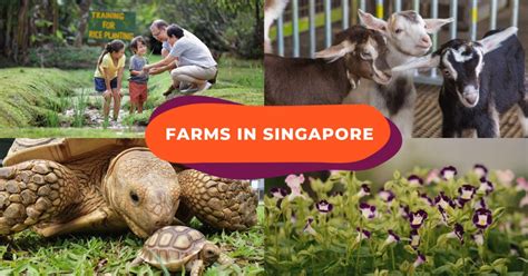 farms in singapore