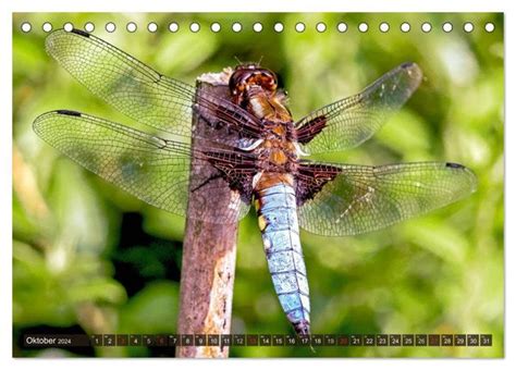 faszination libellen tischkalender makrofotografie monatskalender PDF
