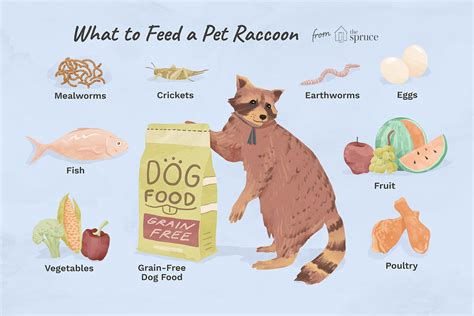 favorite raccoon food