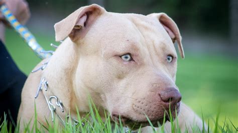 fawn blue pit