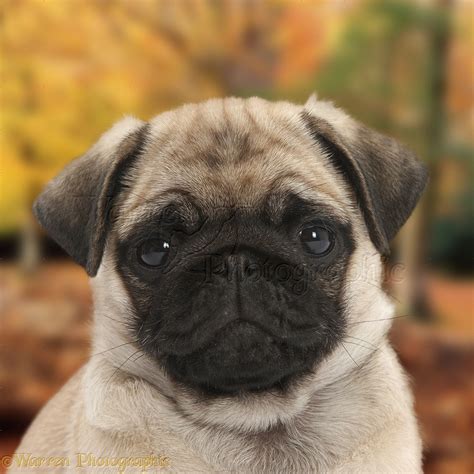 fawn pug