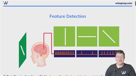 feature detectors psychology definition