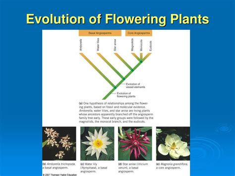 features of evolution in the flowering plants Reader