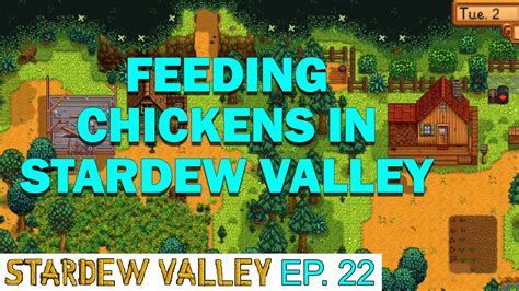 feed chickens stardew