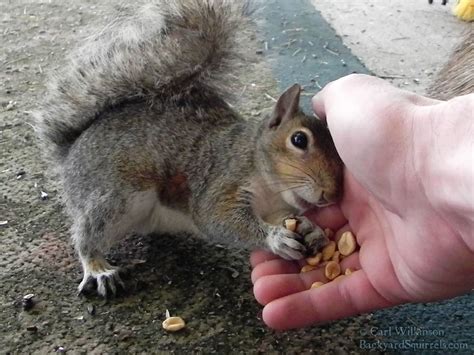 feed squirrels peanuts