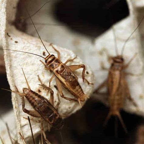 feeder crickets