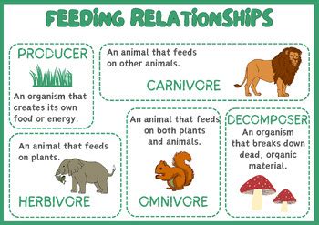 feeding relationships activity food chains answers Reader