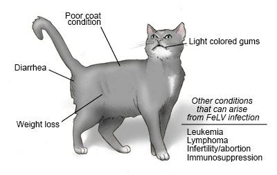 feline leukemia virus stages