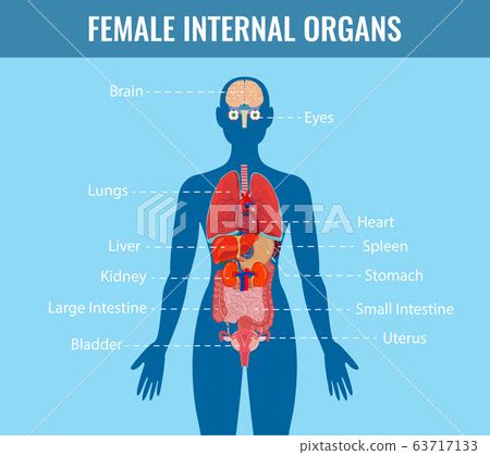 Female Body Organ Chart