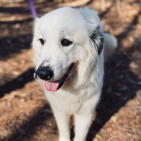 female great pyrenees